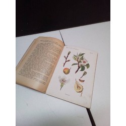 SCHMEIL GRUNDERISZ PFLANZENKUNDE