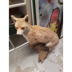 RENARD NATURALISÉ 