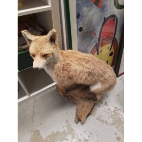 RENARD NATURALISÉ 