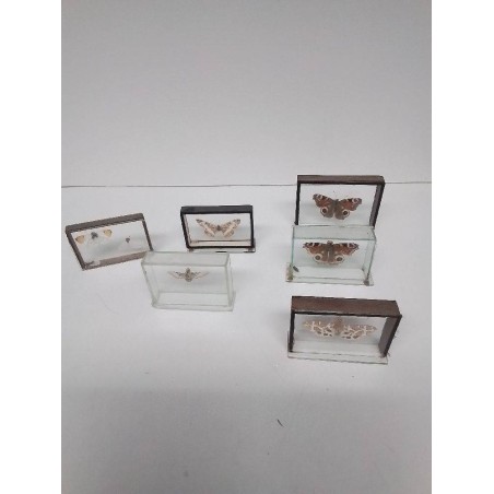 PAPILLON SOUS VERRE DIVERS MODÈLES 