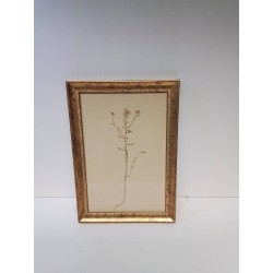 CADRE HERBIER