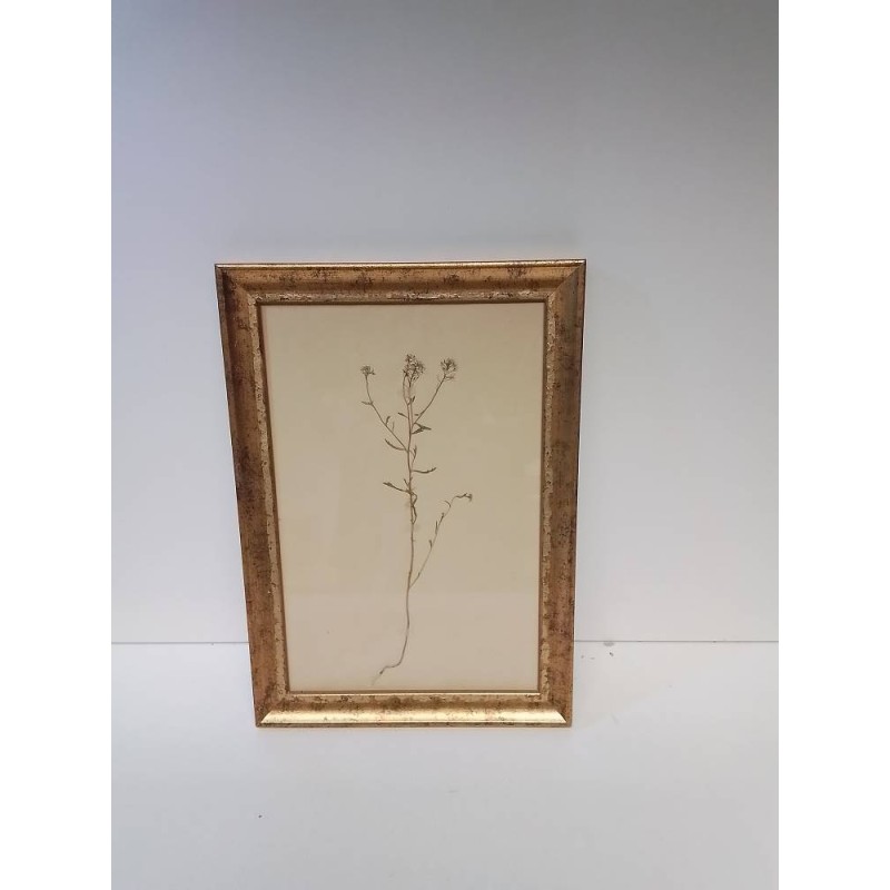 CADRE HERBIER