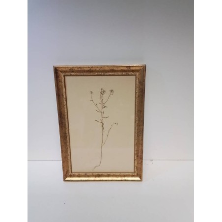 CADRE HERBIER