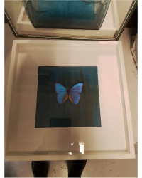 CADRE PAPILLON