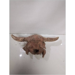 CRÂNE FOSSILISÉ 