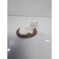 CHIEN CAPODIMONTE 