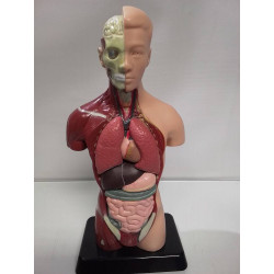 STATUETTE ORGANES 