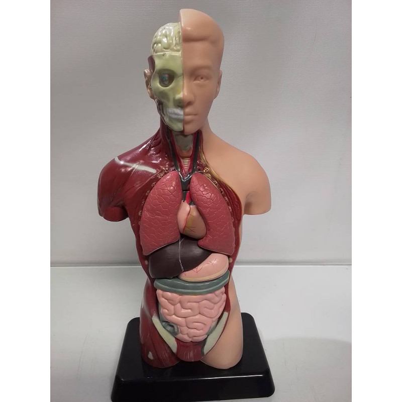 STATUETTE ORGANES 