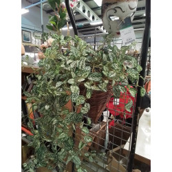 PLANTE ARTIFICIELLE A...