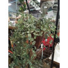PLANTE ARTIFICIELLE A SUSPENDRE 
