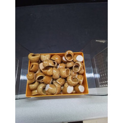 LOT COQUILLES ESCARGOT 
