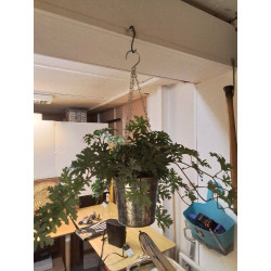 PLANTE SUSPENDUE 