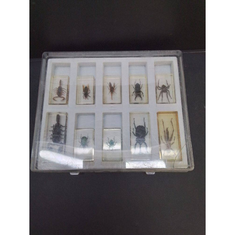 COFFRET INSECTES