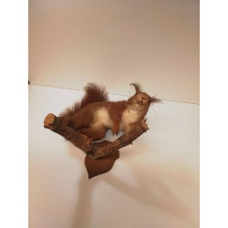 ÉCUREUIL NATURALISÉ 