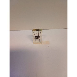 ARAIGNÉE SOUS VERRE