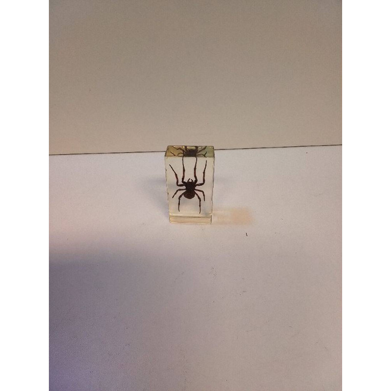 ARAIGNÉE SOUS VERRE