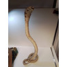 SERPENT NATURALISÉ 