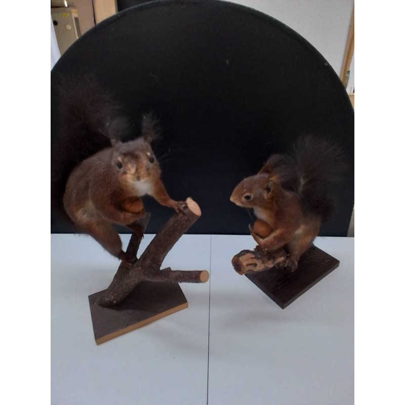 ÉCUREUIL NATURALISÉ 