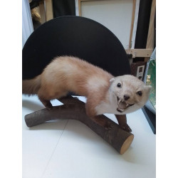 ANIMAL NATURALISÉ FOUINE 