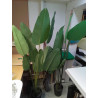 PLANTE ARTIFICIELLE GM
