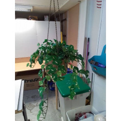 PLANTE ARTIFICIELLE A...