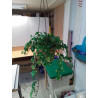 PLANTE ARTIFICIELLE A SUSPENDRE 