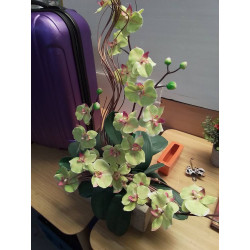 DÉCORATION PLANTE...