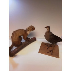 ANIMAL NATURALISÉ 