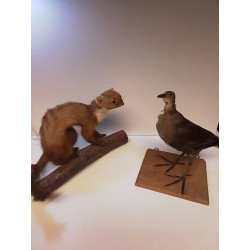 ANIMAL NATURALISÉ 