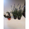 PLANTES ARTIFICIELLE LA PIECE