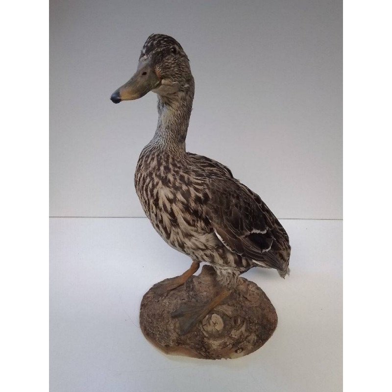 CANARD NATURALISÉ 