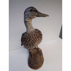 CANARD NATURALISÉ 